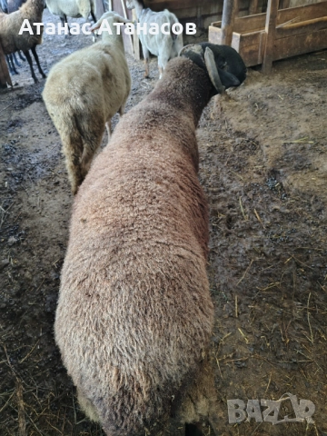 Редовен коч