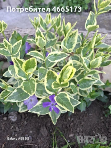 Пъстролистна Винка Минор 