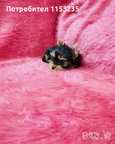 йоркширски териер, снимка 4 - Йоркширски териер - 52843747