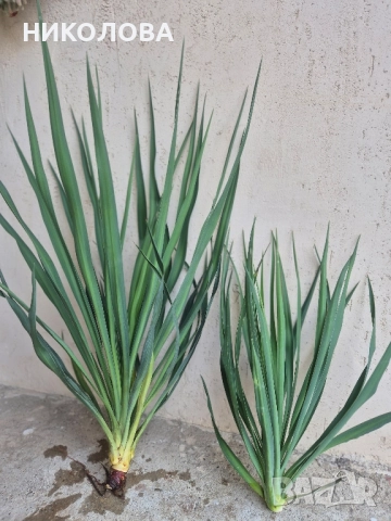 ГРАДИНСКА ЮКА, снимка 7 - Градински цветя и растения - 51977145