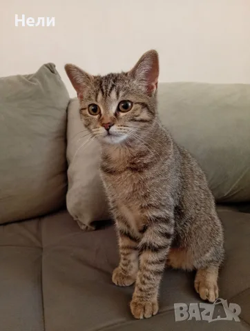 Коте Алис на 4 месеца си търси дом