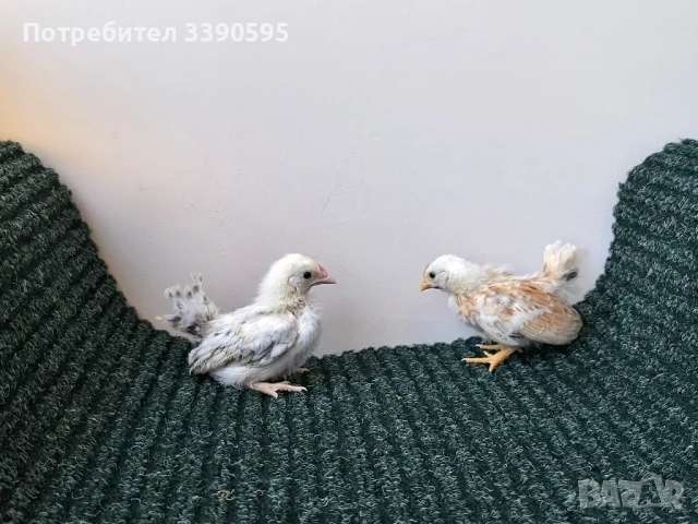 Серами Испенч Бантам Струмски Бантам и Шабо , снимка 5 - други­ - 51348256