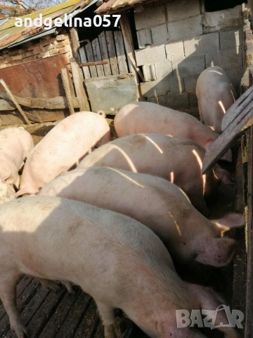 Прасета за клане