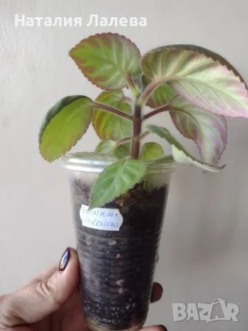Глоксиния, gloxinia Lindeniana, снимка 2 - Стайни растения - 56303776