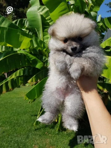 Померан померанчета свободни!, снимка 4 - Померан - 51699800