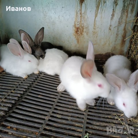 Продавам зайци., снимка 12 - Други животни - 39554621