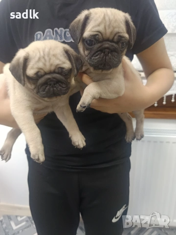 ЕЛИТНИ МОПСЧЕТА , снимка 6 - Мопс - 52454551