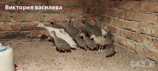 Свободни млади токачки, снимка 3 - Други - 56162316