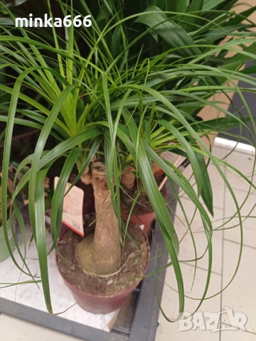 Юка Маид Трее