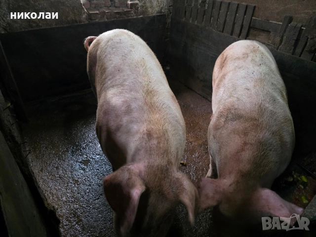 Продавам големи угоени прасета за коледа, снимка 7 - Прасета - 52070357