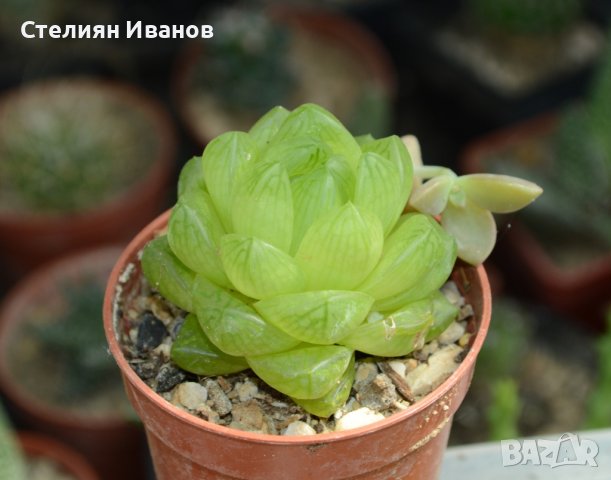 Хавортия (Haworthia cymbiformis var. obtusa), снимка 1 - Стайни растения - 37398882