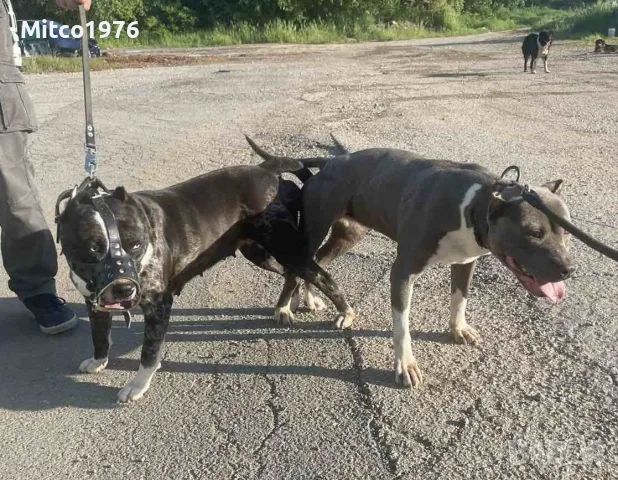 Pitbul-Питбул-Pitbul, снимка 13 - Питбул - 55892121