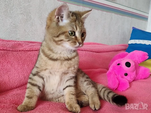 Женско, британско котенце, коте златно таби, BRI ny 24, британска котка, снимка 3 - Британска късокосместа - 53147846