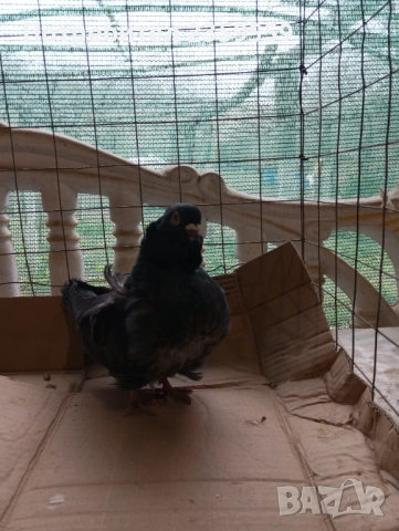  Китайски чайки , снимка 4 - Гълъби - 54053124