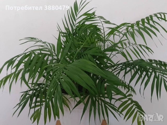  красиво стайно растение, снимка 1