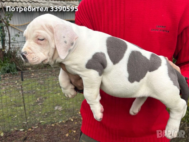 Aмериканско Були Хл , снимка 6 - Питбул - 52688919