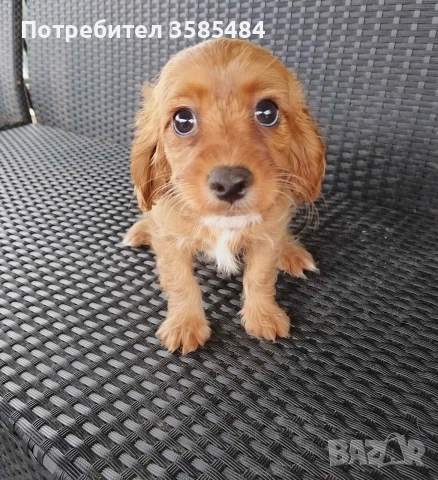 Шпаньол момиче , снимка 4 - Кавалер кинг чарлз шпаньол - 53061405