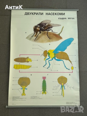 Соц Учебни Плакати Постери Биология, снимка 9 - Антикварни и старинни предмети - 51734458