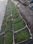 Разсади домати,пипер,краставици,тиквички,марули,патладжан,дини,пъпеши и др, снимка 2
