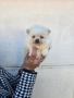 Померани, снимка 2