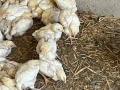 Продавам бройлерни пилета, снимка 2