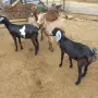 продавам 4 ярета, снимка 4