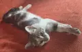 Супер гальовни котета!!!, снимка 3