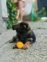Чистокръвни немски овчарки , снимка 7
