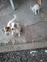 Джак Ръсел Териер, снимка 2