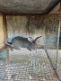 Продавам зайци на 6 месеца, снимка 1