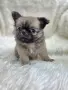 чихуахуа момиченце , снимка 9