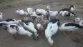 Патици френски Дюклер , снимка 2
