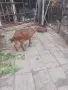 Коза на две козлета френски алпин, снимка 2