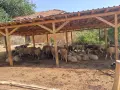 Продавам овце по договаряне , снимка 1