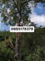 Рязане на високи и опасни дървета и почистване на дворове от треви и храсти., снимка 12