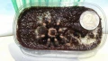 Тарантла tarantula , снимка 6
