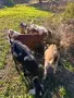 Продавам млада млечна коза., снимка 4