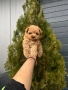 Той пудел /toy poodle, снимка 2