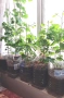 Гинко билоба в саксия, снимка 1