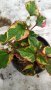 Хутиния  - хамелеон, снимка 1 - Градински цветя и растения - 29111817