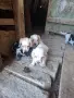 Малки кокерчета, снимка 1
