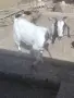 Продавам англонубийски ярета, снимка 2