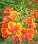Цезалпиния пулхерима – Caesalpinia pulcherrima, снимка 2