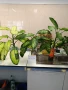  Дифенбахия !!! РАЗПРОДАЖБА (-40%)!!!, снимка 15