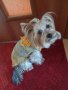 Плетена дрешка за куче М размер Различни цветове , снимка 4