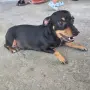 Чистокръвни пинчери, снимка 4