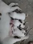 продавам малки питбулчета, снимка 3