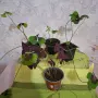 Комплекти Цветя, снимка 8