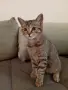 Коте Алис на 4 месеца си търси дом, снимка 1