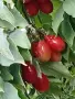 Продавам едроплодни дренки, снимка 4